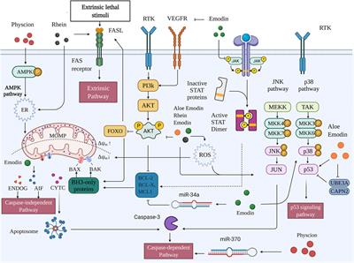 Induction of Apoptosis by Metabolites of Rhei Radix et Rhizoma (Da Huang): A Review of the Potential Mechanism in Hepatocellular Carcinoma